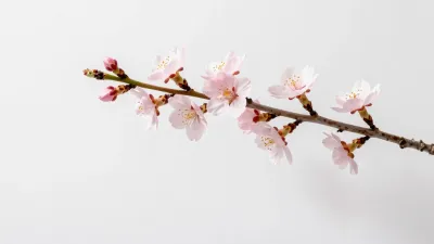 Cherry Blossom Twig with Open and Closed Blossoms - Flora - AI generated image