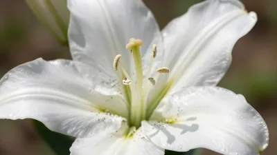 White Lily with Dew-Covered Petals - Flora - AI generated image