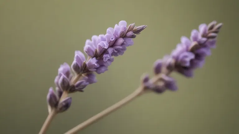 Lavender Sprig with Soft Purple Flowers - Flora - AI generated image