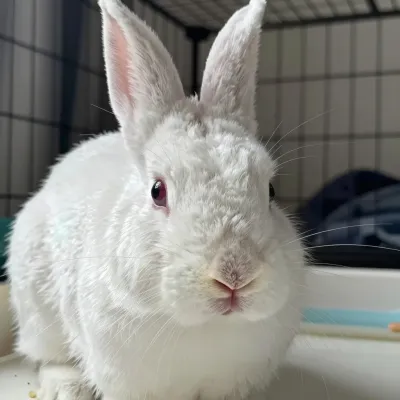 Fluffy White Rabbit in Soft Light - Animal - AI generated image