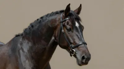 Black Stallion with Bridle in Soft Light - Animal - AI generated image