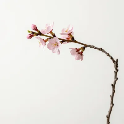 Cherry Blossom Twig with Open and Closed Blossoms - Flora - AI generated image