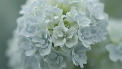 Blue Hydrangea Cluster in Soft Light - Flora - AI generated image