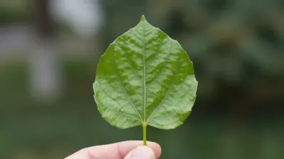Green Leaf Between Fingers in Soft Light - Nature - AI generated image