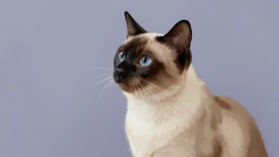 Siamese Cat Stretching Cool Gray Background - Animal - AI generated image
