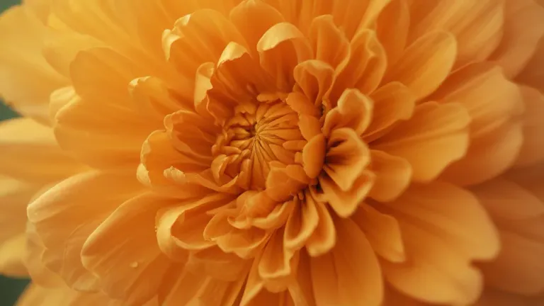 Close-Up Orange Marigold Flower Soft Petals - Flora - AI generated image