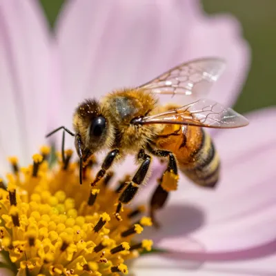 Honeybee Collecting Pollen from Cosmos Flower - Wildlife - AI generated image
