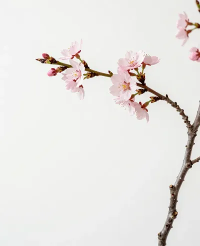 Cherry Blossom Twig in Soft Light - Flora - AI generated image