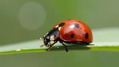 Glossy Ladybug on Dewy Grass Blade - Insects - AI generated image