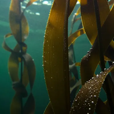 Kelp Fronds Glistening in Soft Light - Underwater - AI generated image