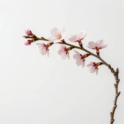 Cherry Blossom Twig with Open and Closed Blossoms - Flora - AI generated image