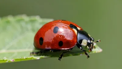 Glossy Ladybug on Leaf Edge - Insects - AI generated image