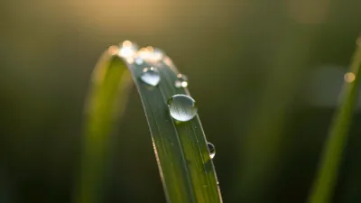 Dewy Grass Blade Reflecting Golden Sunlight - Nature - AI generated image
