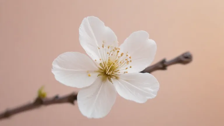 White Cherry Blossom in Soft Light - Flora - AI generated image