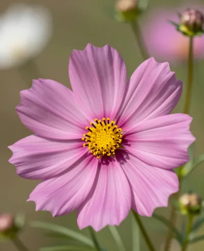 Pink Cosmos Blossom Softly Lit - Flora - AI generated image