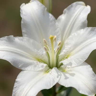 White Lily with Stamen Focus - Flowers - AI generated image
