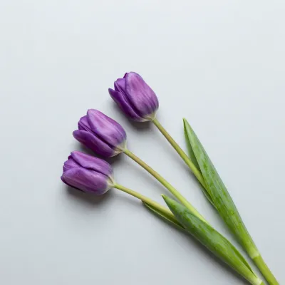 Lavender Tulips Triangular Arrangement - Flowers - AI generated image
