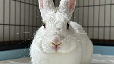 Fluffy White Rabbit Front-Facing with Large Eyes - Animal - AI generated image