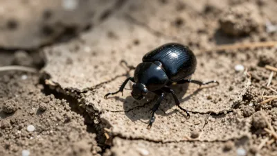 Black Beetle Crawling on Cracked Earth - Wildlife - AI generated image