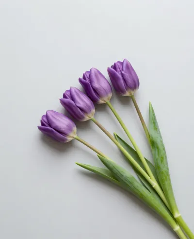 Lavender Tulips Softly Lit on Gray Background - Flowers - AI generated image