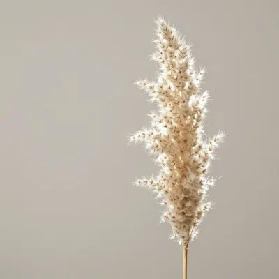 Dried Pampas Plume Softly Lit - Flora - AI generated image