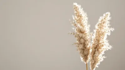 Dried Pampas Plumes Softly Lit - Flora - AI generated image