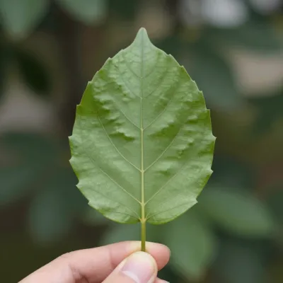 Green Leaf Held Between Fingers - Nature - AI generated image