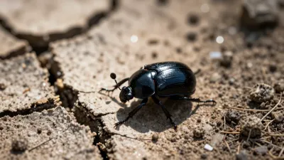 Black Beetle Clinging to Cracked Earth - Insects - AI generated image