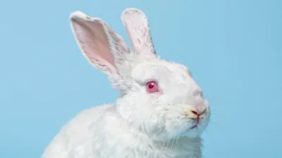 White Rabbit with Red Eye in Soft Light - Animal - AI generated image