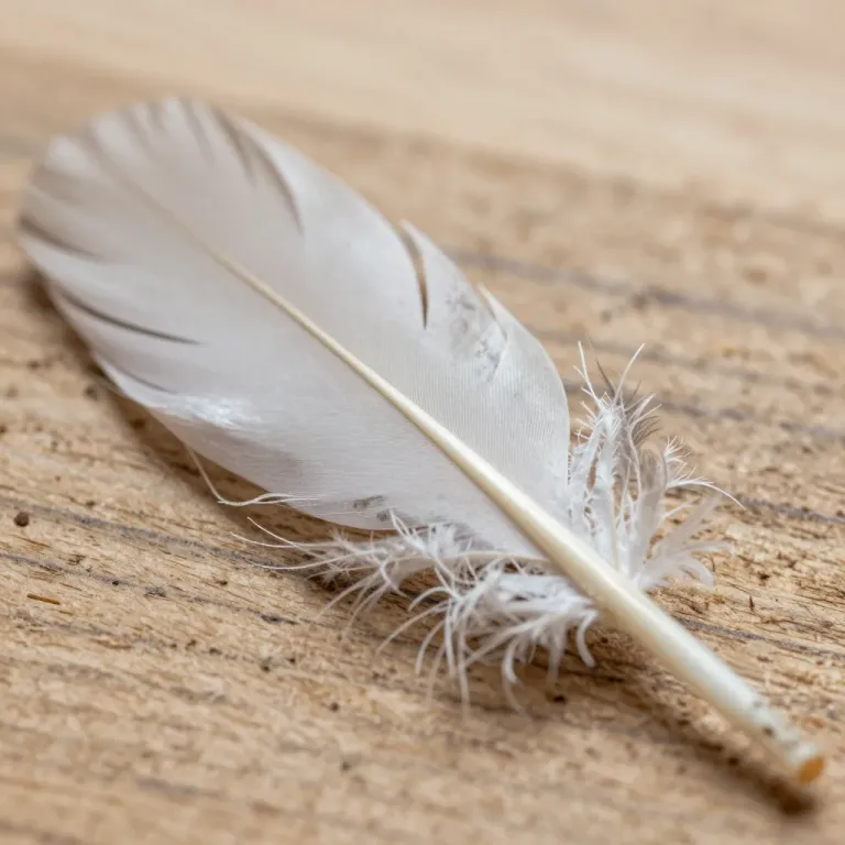 White Feather with Intricate Barbs on Rustic Wood - Nature - AI generated image