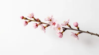Cherry Blossom Twig with Soft Petals - Flora - AI generated image