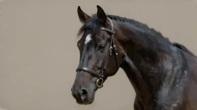 Black Stallion with Bridle in Soft Light - Animal - AI generated image