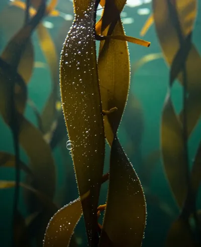 Glossy Kelp Frond with Water Droplets - Underwater - AI generated image
