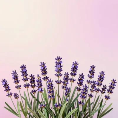 Lavender Sprig Border Soft Light - Flora - AI generated image