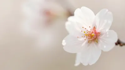 White Cherry Blossom Softly Lit - Flora - AI generated image