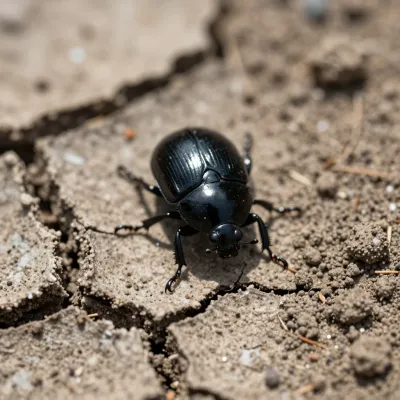 Black Beetle Crawling on Cracked Earth - Insects - AI generated image