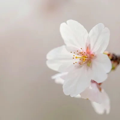 White Cherry Blossom in Soft Light - Flora - AI generated image