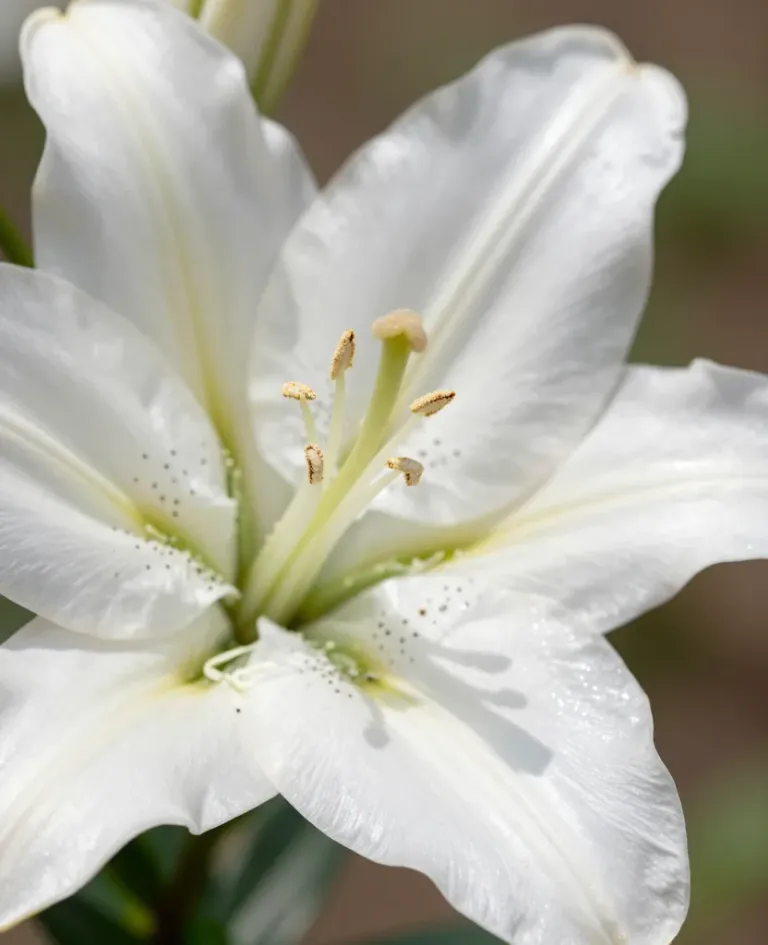 White Lily Stamen Focus - Flora - AI generated image